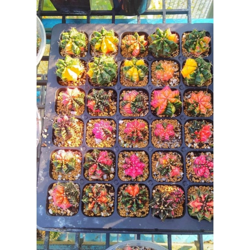 Gymno Variegated Big Size | Shopee Malaysia