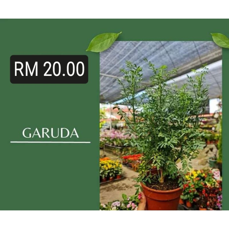 Pokok Garuda 150p (Herb 🌿🌿🌿) | Shopee Malaysia