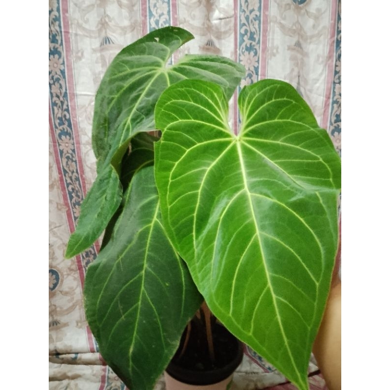 Anthurium Angamarcanum Super Big Size XXL | Shopee Malaysia