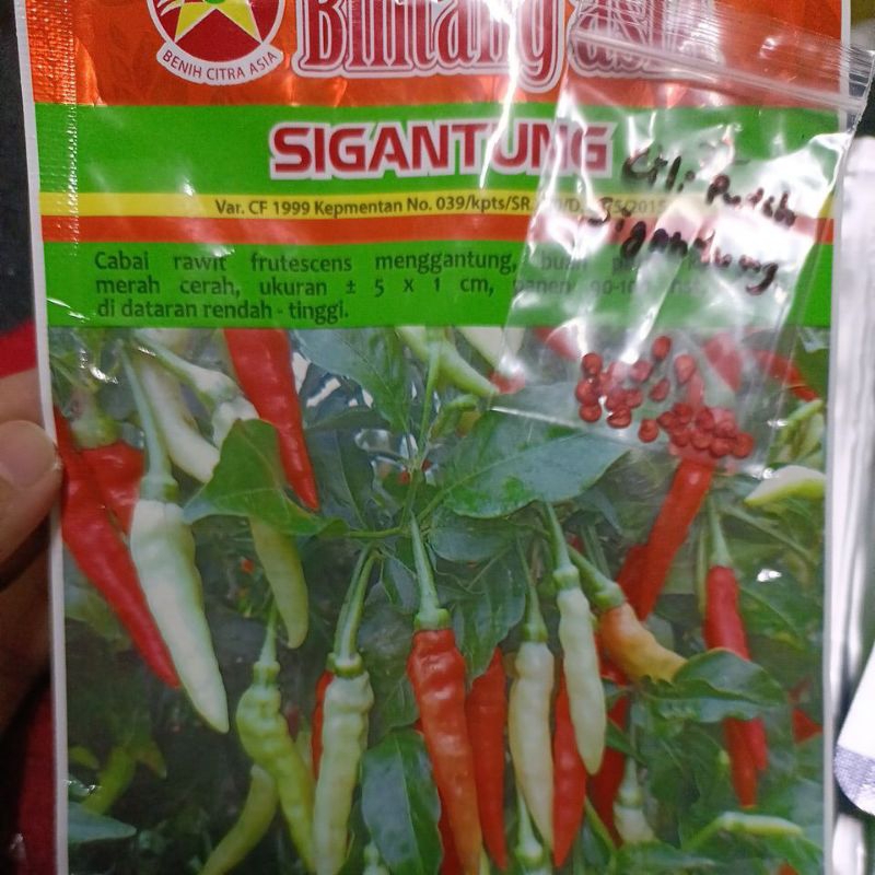 Biji Benih Lada Besar/ Solok / Cili Api Jambak/ Jalapeno/ Putih/ Rawit ...