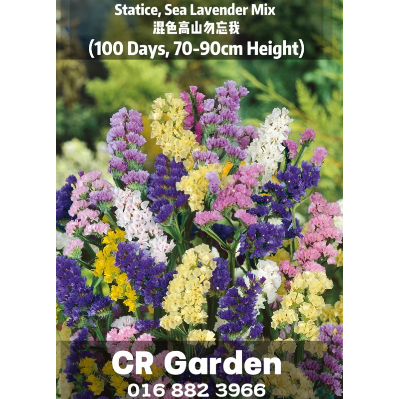 Statice, Sea Lavender Mix 10 Seeds 混色高山勿忘我 10粒 (100 Days, 70-90cm ...