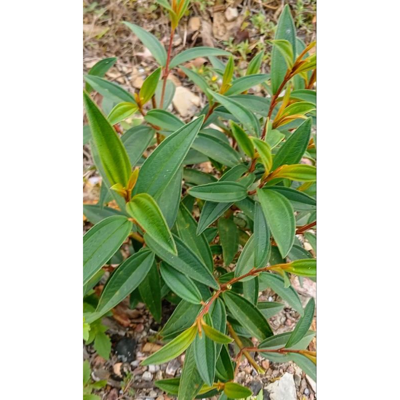 Keratan Herba Daun Senduduk | Shopee Malaysia