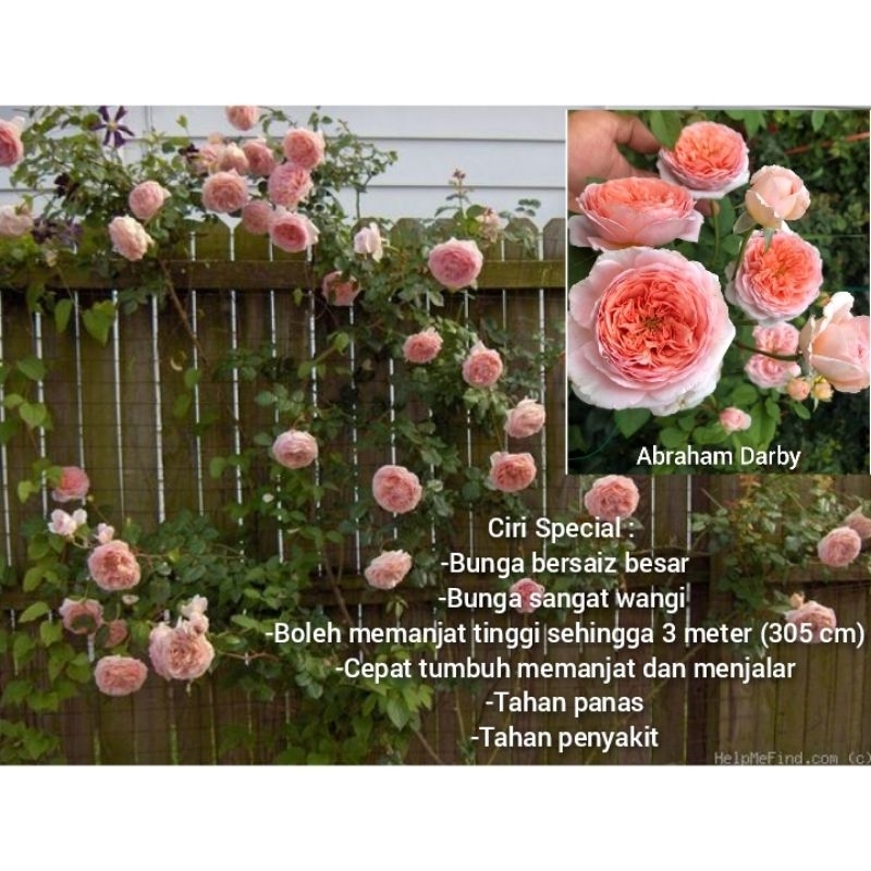 🌹Pelbagai Id I'd Ownroot Climbing English Rose Plant Anak Pokok Ros ...