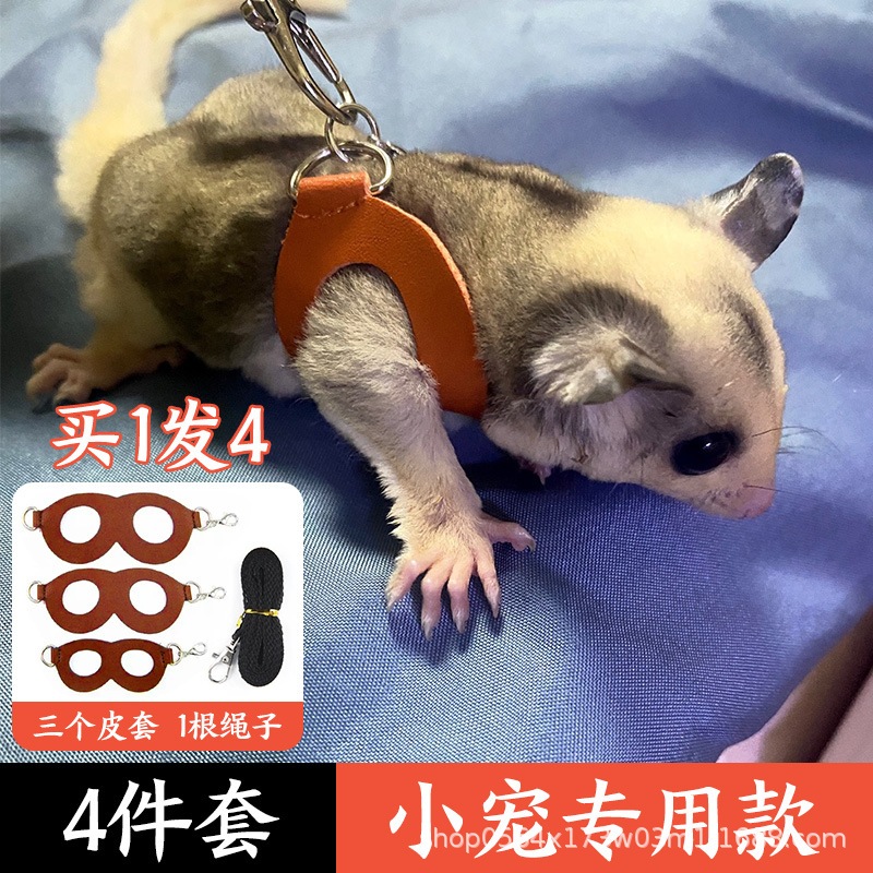 Sugar Glider rope 蜜袋鼯牵引绳 | Shopee Malaysia