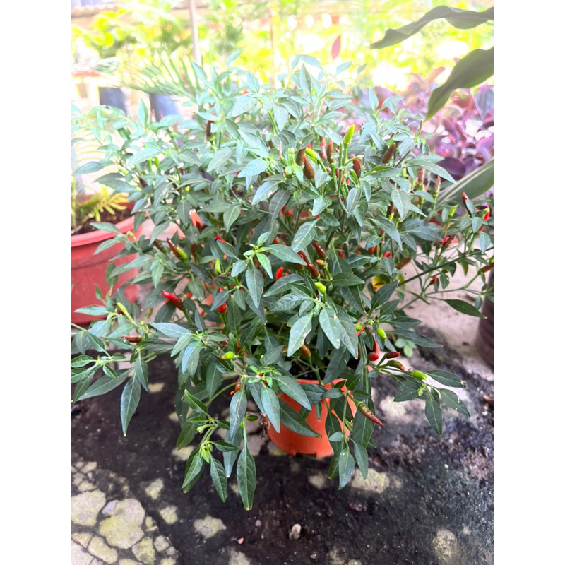Cili Padi Kampung Pedas Rimbun & Renek : 🌶️🌶️🌶️ Cili Pedas Cameron ...