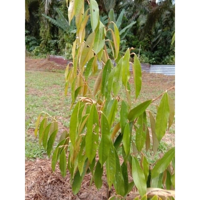 ALIETTE / KANKER POKOK DURIAN / REPUT AKAR / MATIROSOT ANAK BENIH ...
