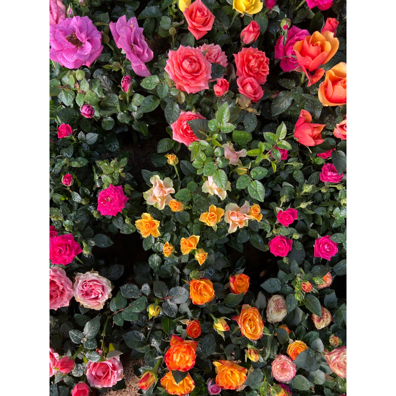 Ros Denmark (Mini Roses) - Random Color | Shopee Malaysia