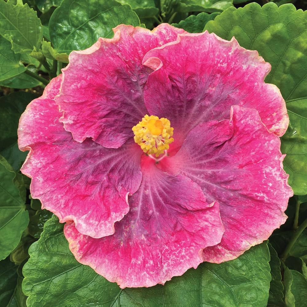 Anak Pokok Bunga Raya/Hibiscus Hibrid/Hybrid Impot Season 2 | Shopee ...