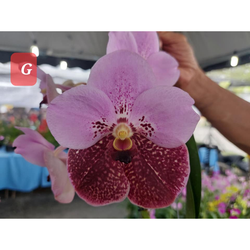 Variety of Vanda，blooming size ! / 各种万代兰! 成年树! | Shopee Malaysia