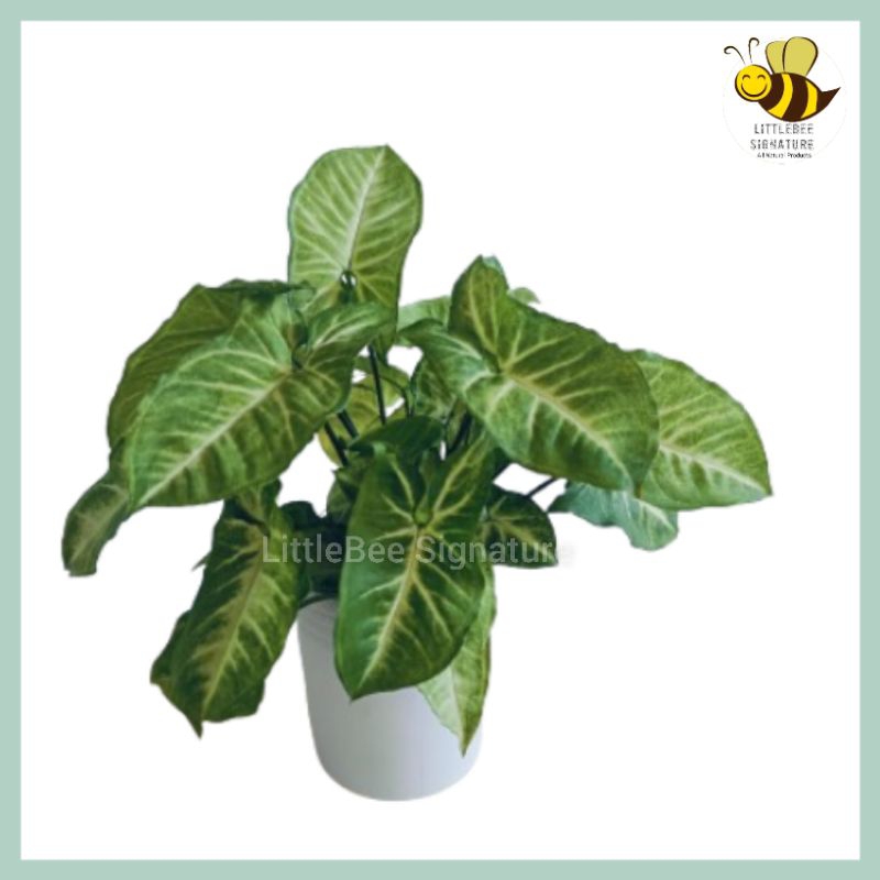 [Indoor Plants] Synonym Green Potted Plants 合果芋盆栽 Shopee Malaysia