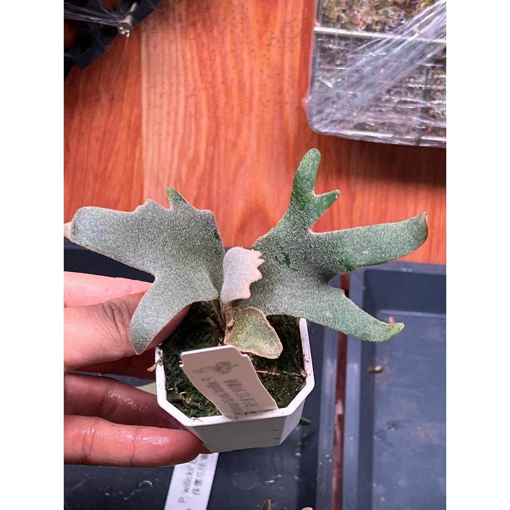 P.willinckii 'Jade Girl' spore 1218 P.willinckii 'Jade Girl' spore