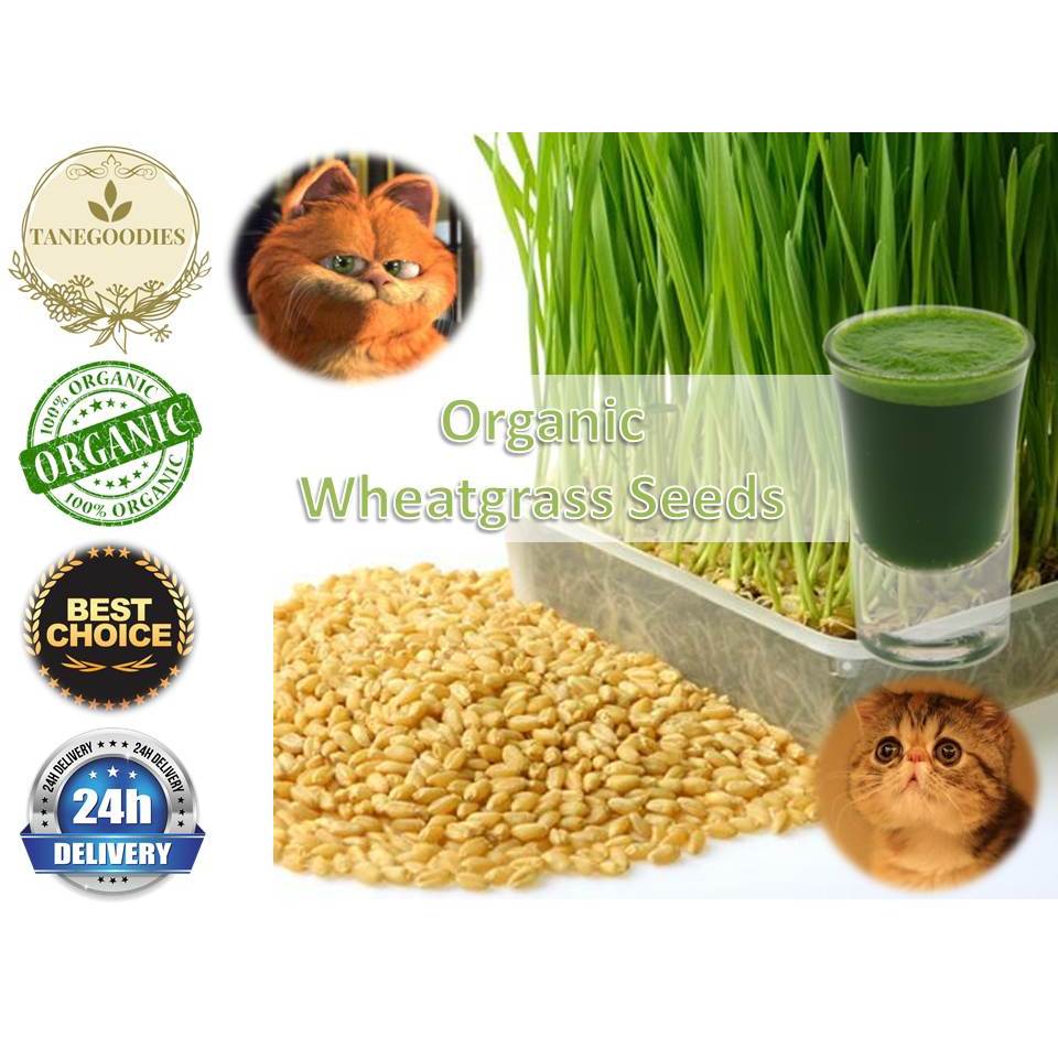 thumbnail image 2 of Organic Wheatgrass Seeds – Draught Resistant, Full Sun/Shade, Spring Interest 2 of 3