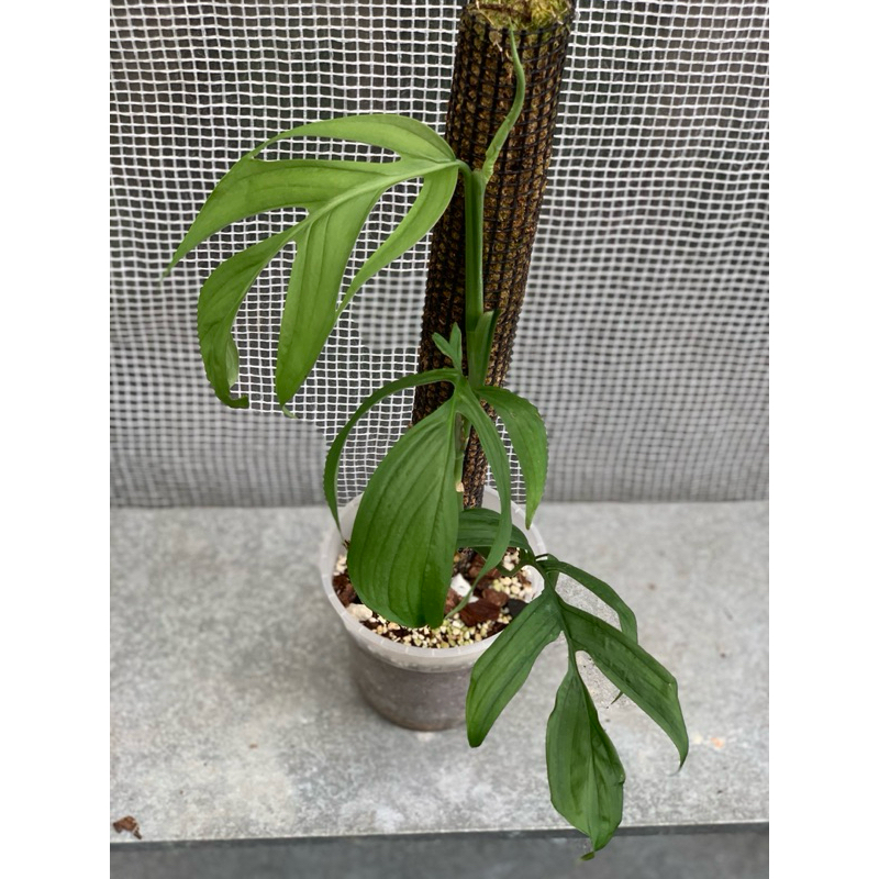 monstera 50 cm Large Monstera deliciosa (50cm) in Nursery Grow Pot – Pulpy Garden