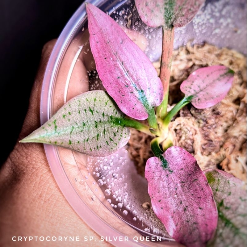 Cryptocoryne Silver Queen (stalk) Rare aquatic plants for aquarium