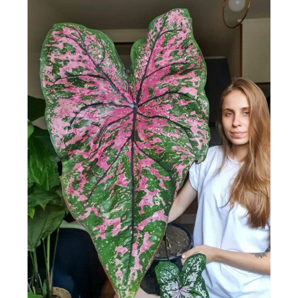 Wonderful Huge Giant Caladium Seed Benih Biji Besar Keladi - 5 Seed ...