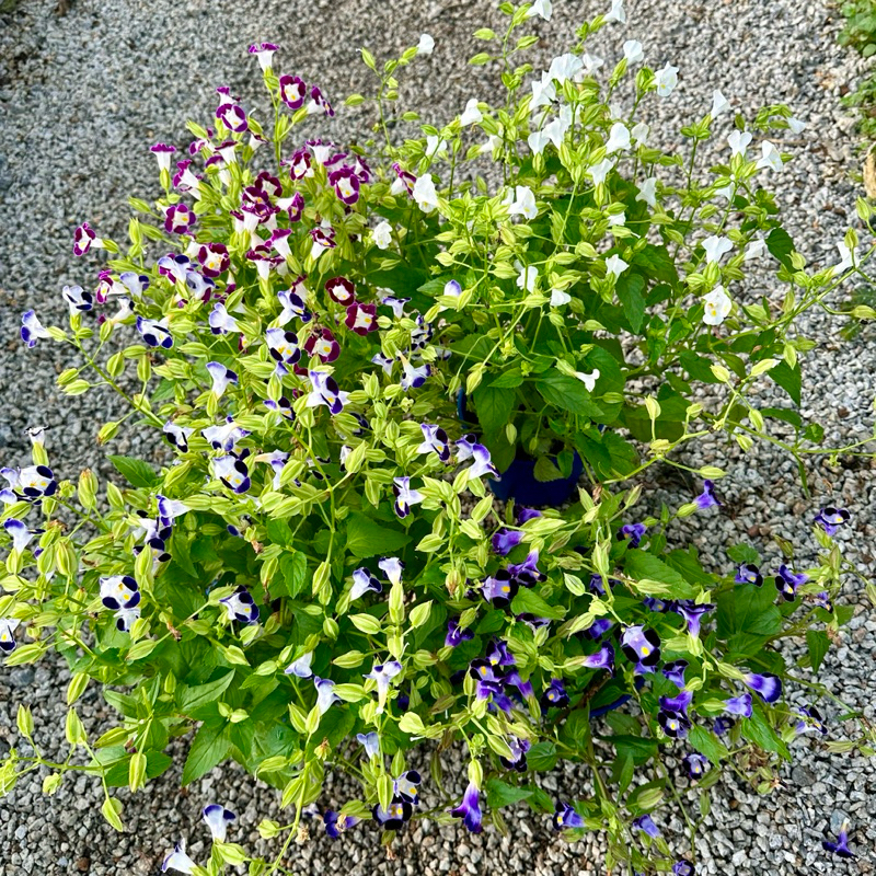 🔥OUTDOOR🔥 TORENIA TREE / Pokok Torenia / Wishbone Flowers / Hawaii ...