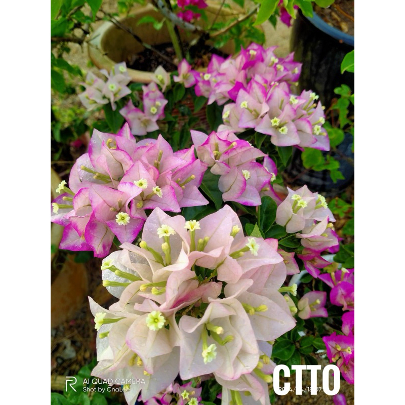 Bunga Kertas ID Citra Creamer | Shopee Malaysia