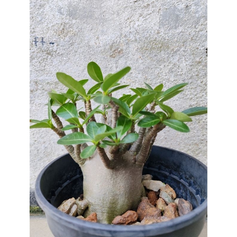 Adenium Moopa x DDC Plant | Shopee Malaysia