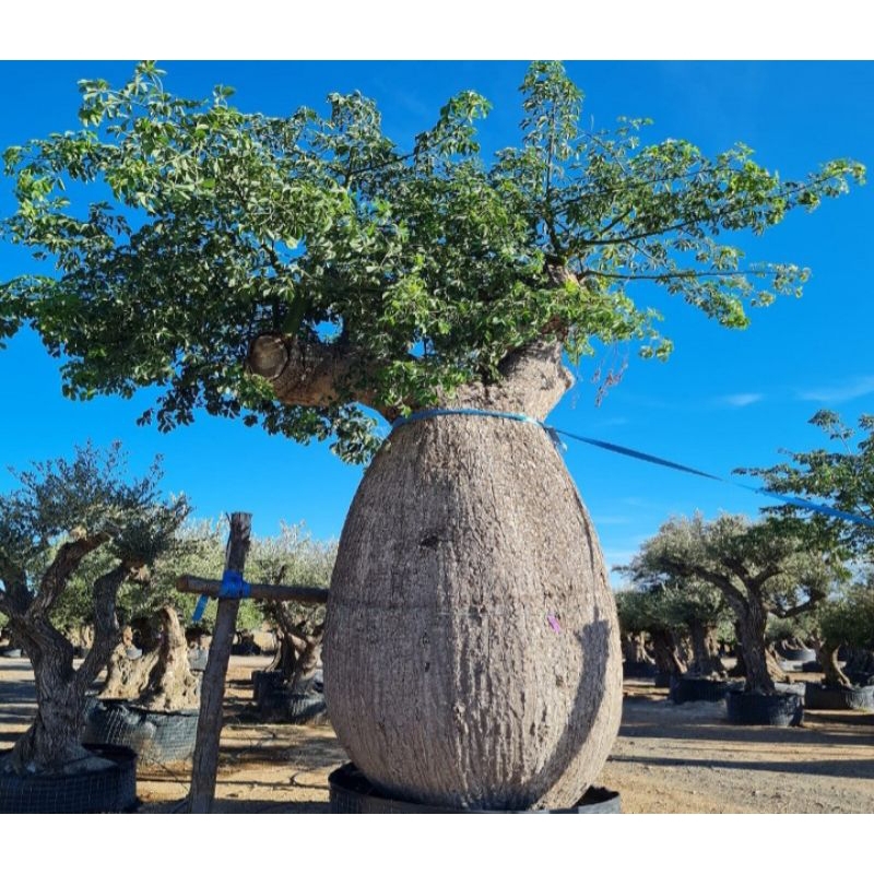 Ceiba Speciosa or Pink Floss fat types rare succulents tree plants ...
