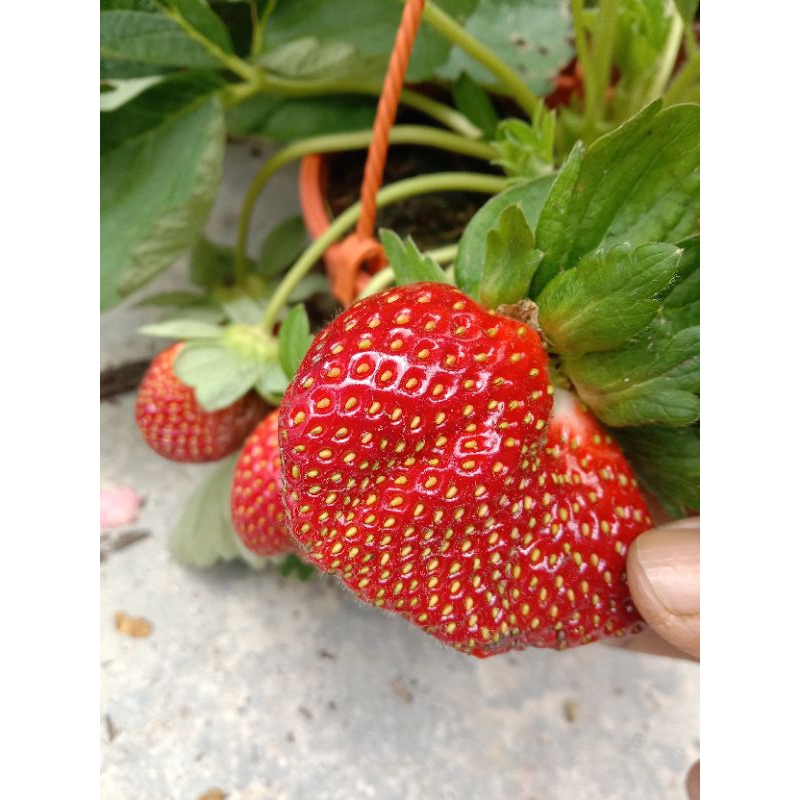 🔥🔥Pokok Strawbery Mix🔥🔥 | Shopee Malaysia