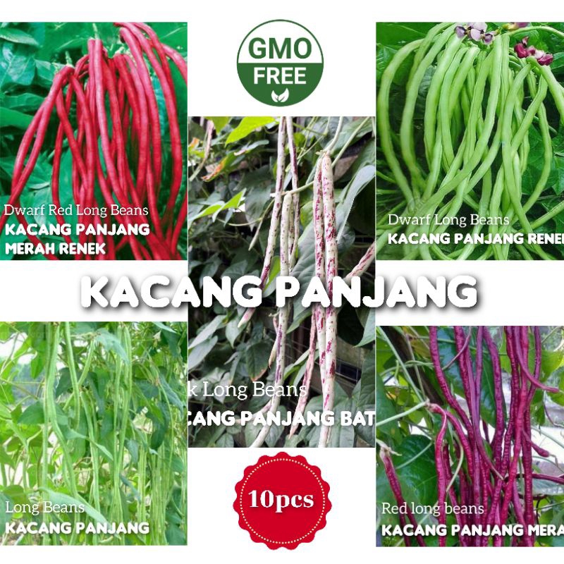 10pcs Benih Kacang Panjang Hijau Ular Merah Batik Renek Long