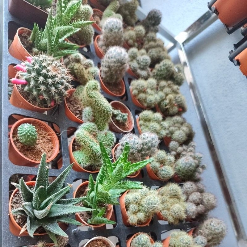 Cactus mix comel anak kaktus Murahhh cantik | Shopee Malaysia