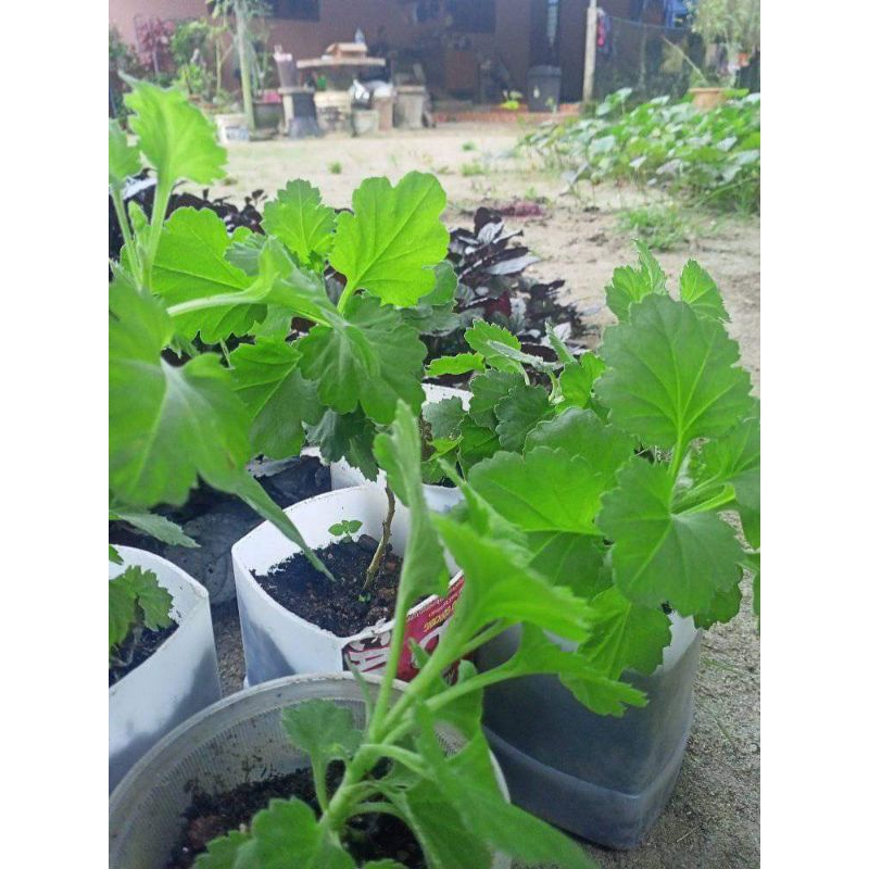Anak Pokok Kekwa Kampung Kuning Raja | Shopee Malaysia