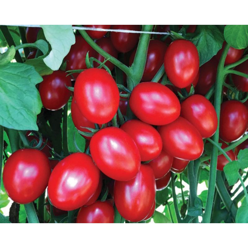 Anak Pokok Tomato Ruby | Shopee Malaysia