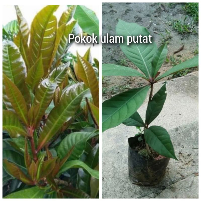 Pokok ulam putat (pokok putat)putat merah pokok segar dalam polibag ...