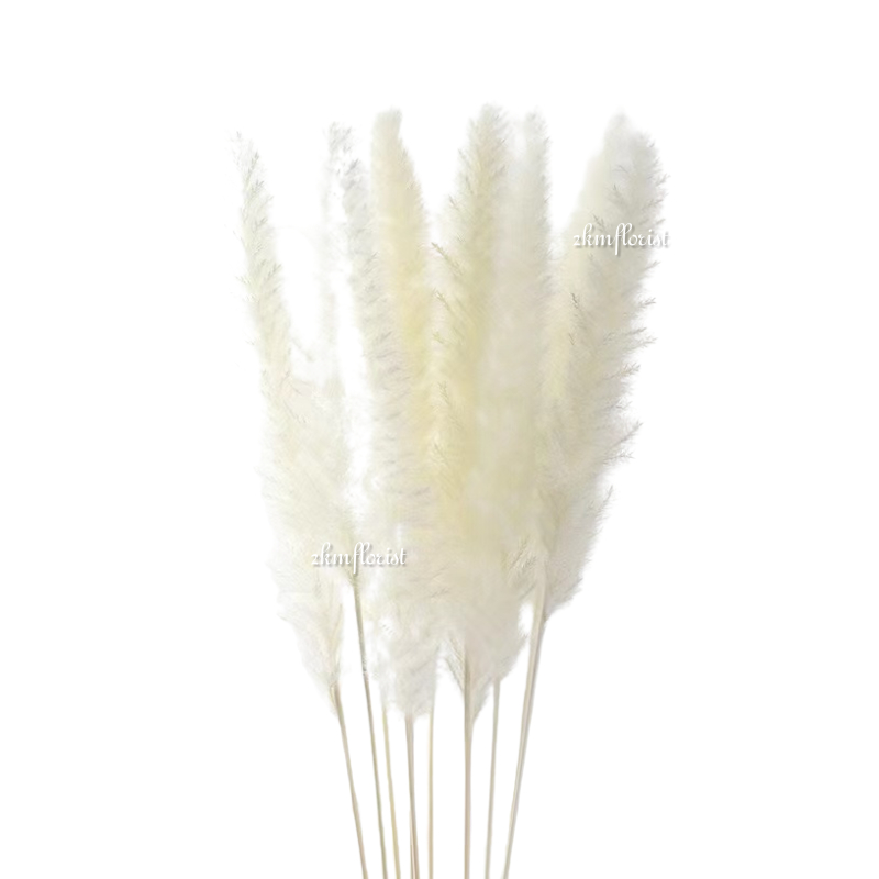 PAMPAS EXTRA LONG Flurry Real Fluffy Dried Flower Natural Pampas Grass ...