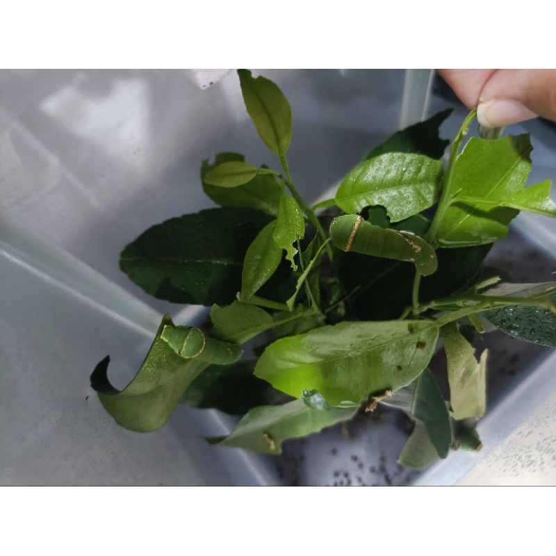 Pre order 🎯 CONTACT before place order !!Real 🐛Caterpillar lava pupa