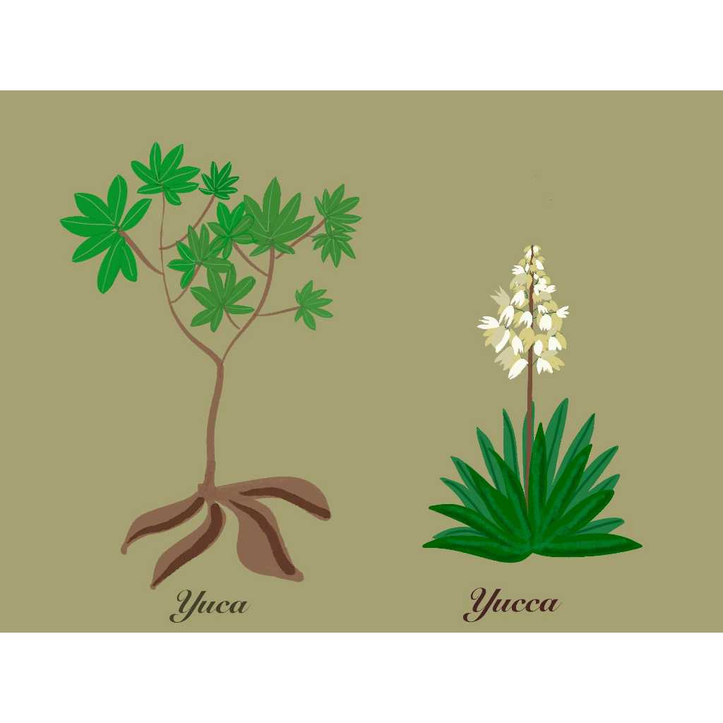 cassava leaves dried yuca daun singkong kering (Manihot esculenta syn ...
