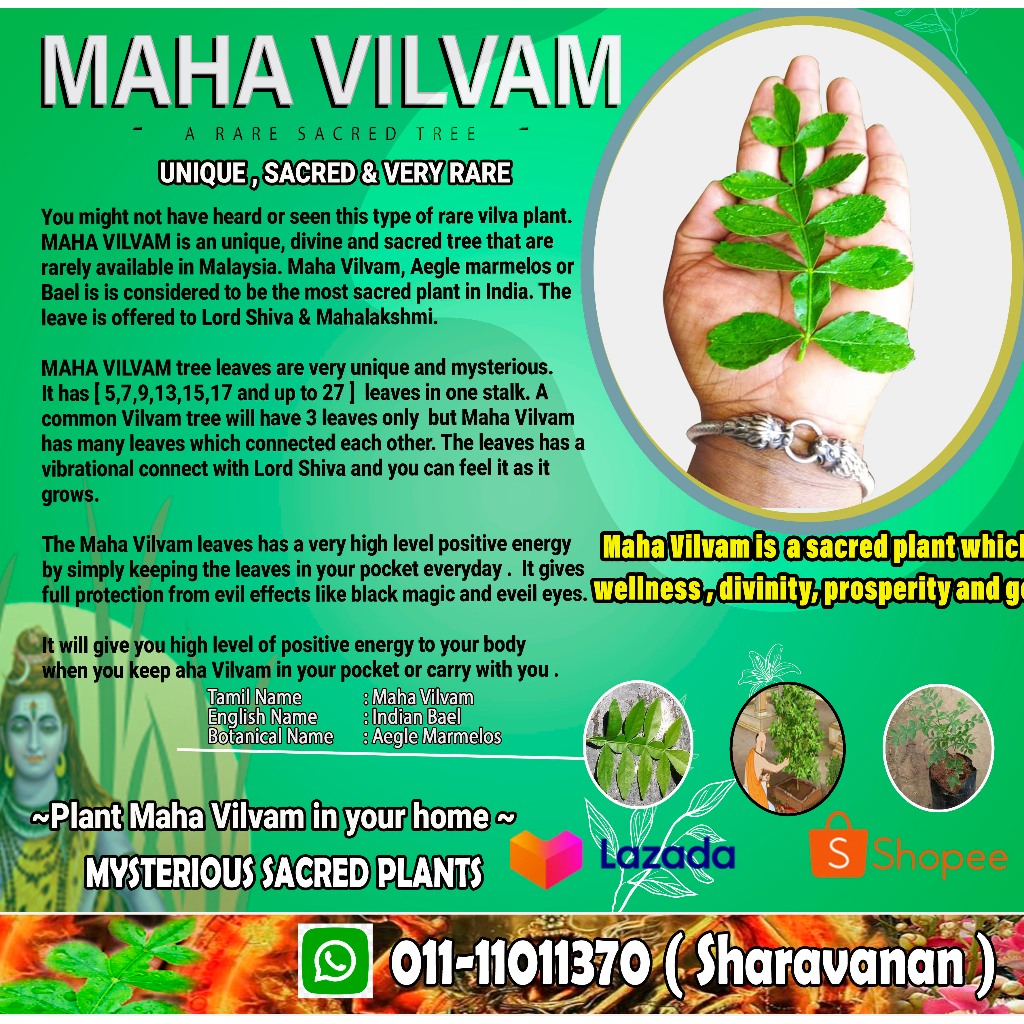 100% WORKS WITH MAHA VILVAM BY MASTER SHARAV VIRAL GOOD LUCK PLANT GOOD ...