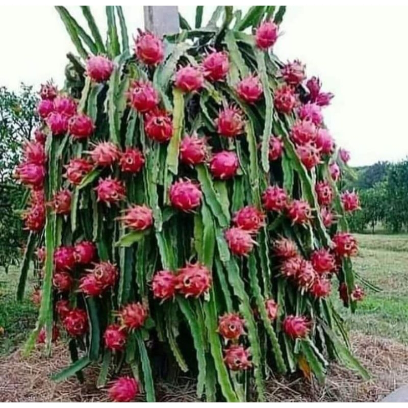 Red dragon fruit trees / Anak pokok naga merah | Shopee Malaysia