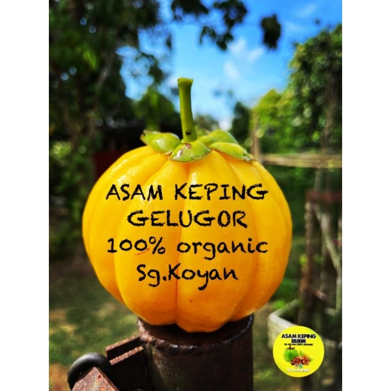 Asam Keping Gelugor 50g (Homemade) Sg. Koyan 100% Organic | Shopee Malaysia