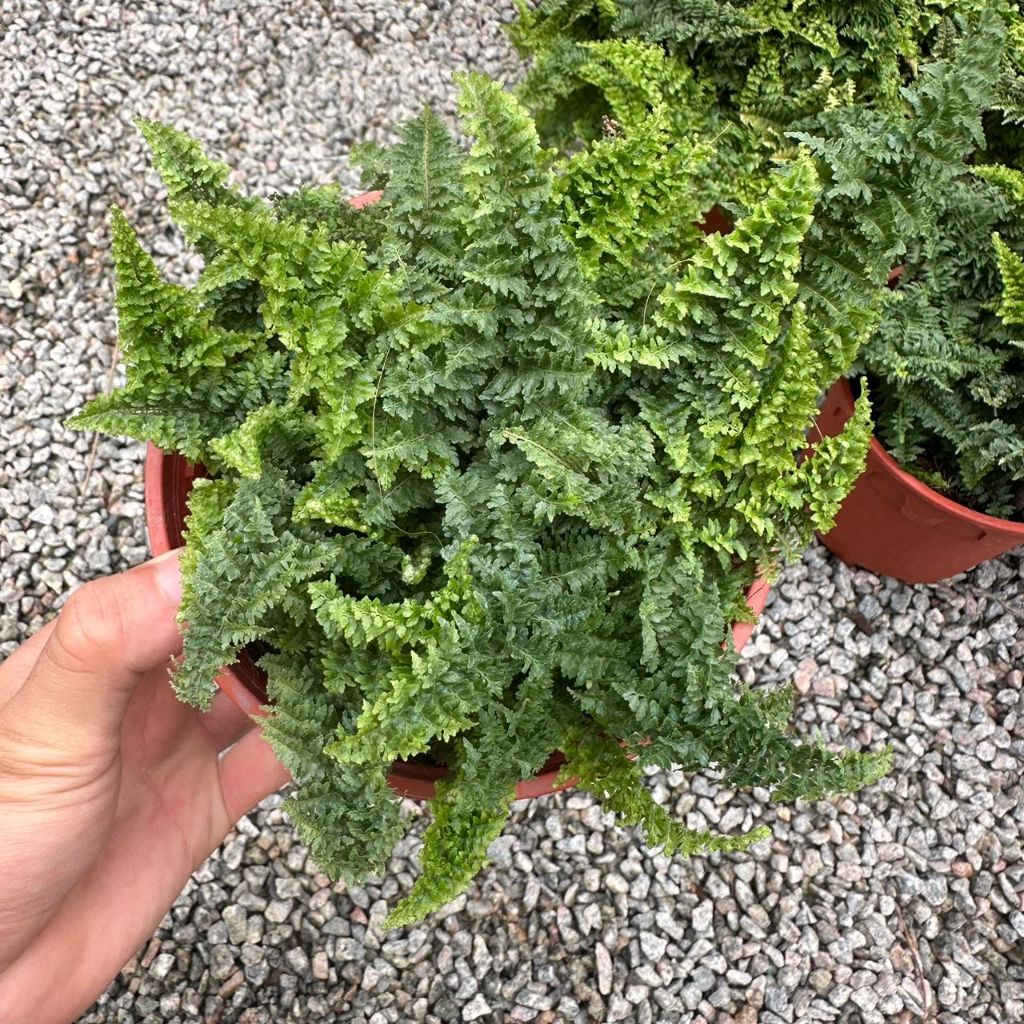 GPS Green Plant Society Live Plant Less Fern Fluffy Ruffles Fern 蕾丝肾蕨 ...