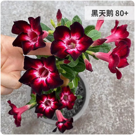 GHM FLORIST 🌻 (JM0888752-P) | 愿逝者安息，节哀顺变#白事奠花