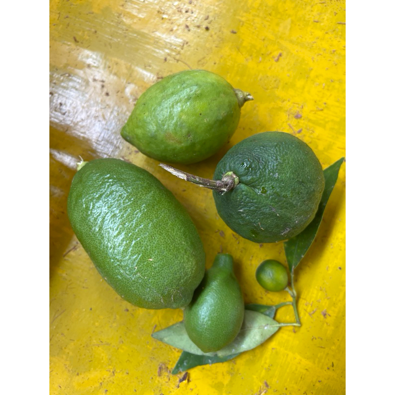 Limau 5 Jenis (pagar,antu,susu,tolor buaya & kunci) | Shopee Malaysia