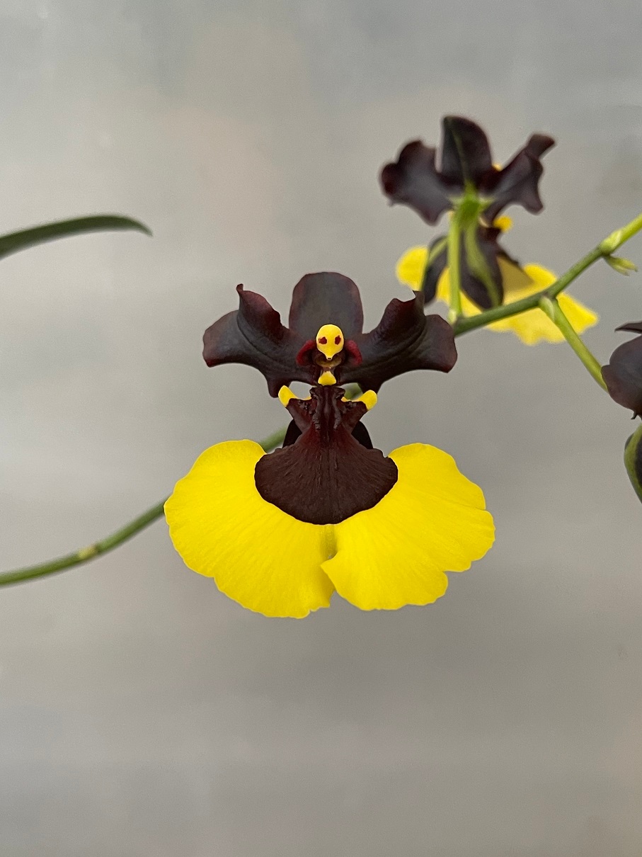 [ GM/TOGA Award Winning ] Oncidium Jiaho Queen | Hybrid | Miniature ...