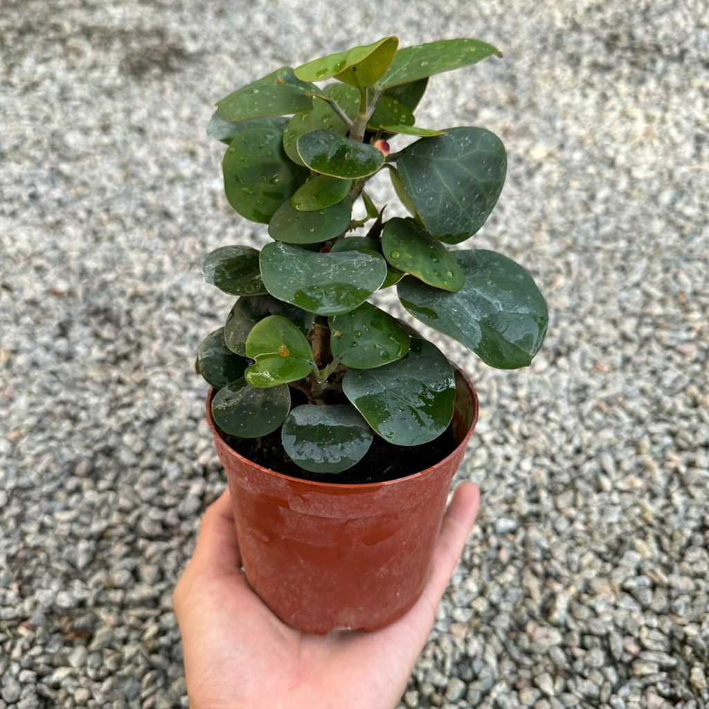 GPS Green Plant Society Live Plant Ficus diversifolia 小盼菩提盆栽 | Shopee ...