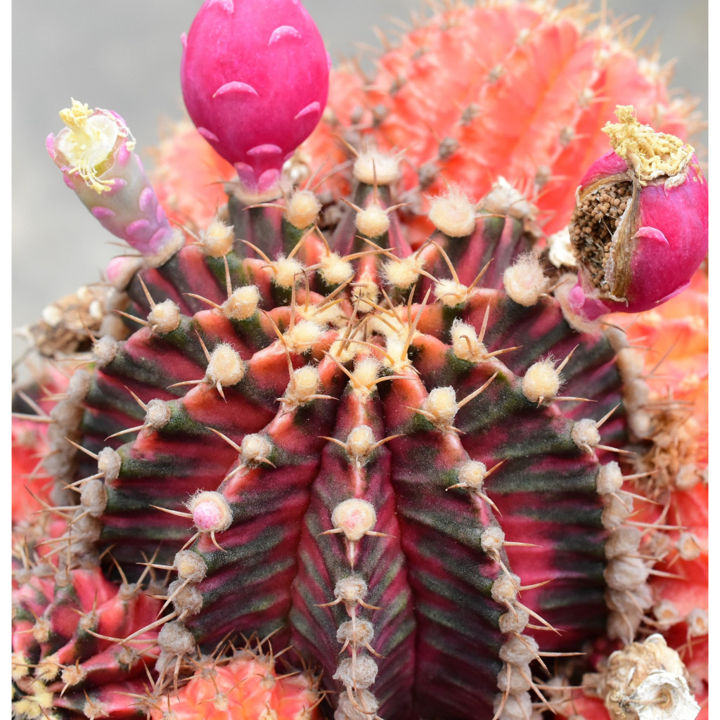 FANTASIA ID CACTUS (OFFSETS WITH SHORT ROOTS) | Shopee Malaysia