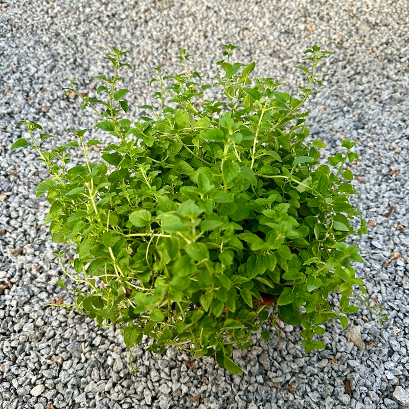 🔥HERB🔥 OREGANO TREE / Origanum Vulgare / Kitchen Garden / English Herb ...