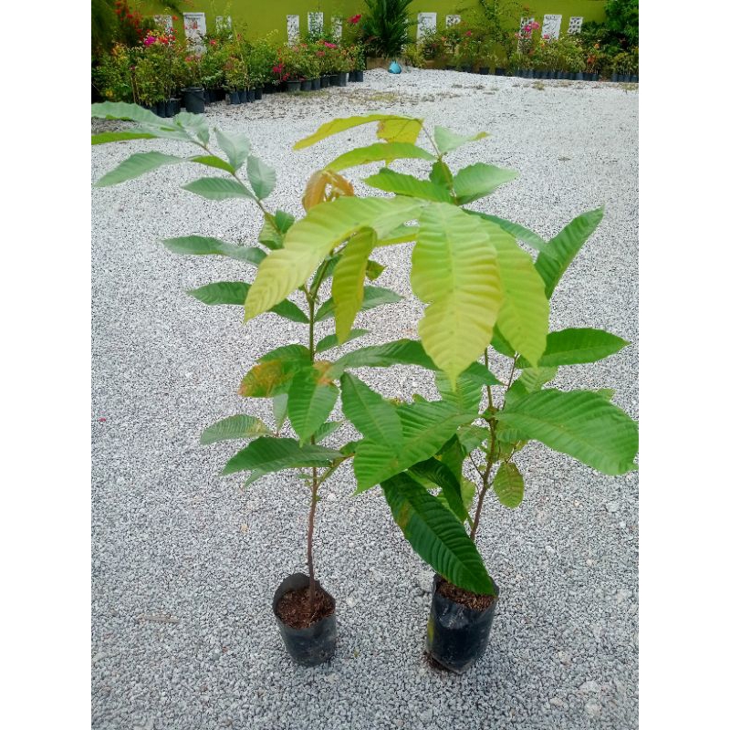 Pokok Matoa / Longan Brazil | Shopee Malaysia