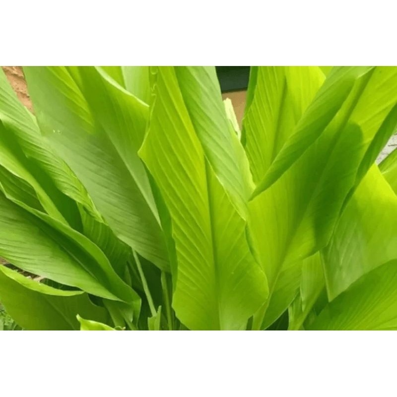 5 Helai Daun Kunyit Segar | Shopee Malaysia