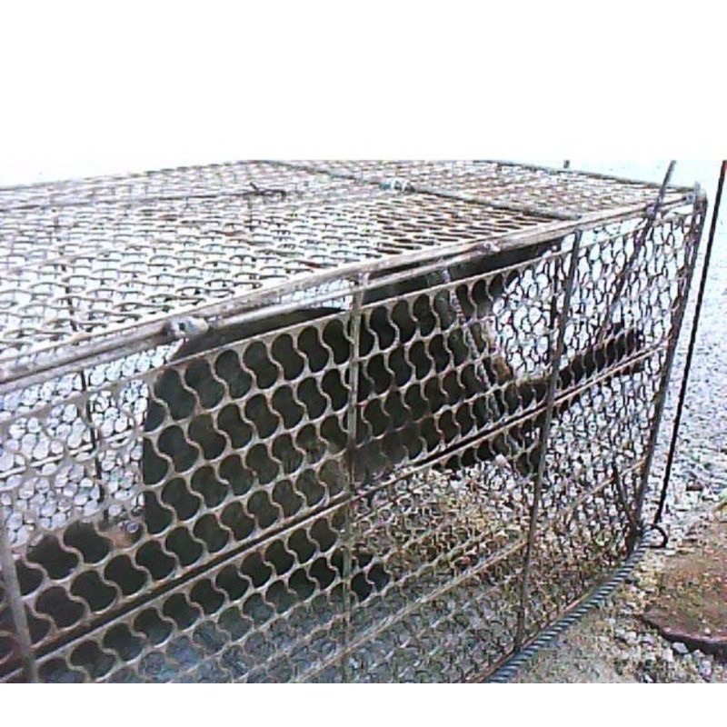 Metallogy Big Cage Monkey Fox Squirrel Sangkar Besar Kucing Tupai ...
