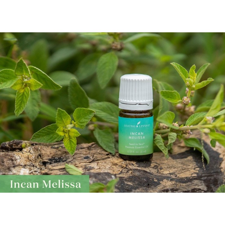 Young-Livings Incan Melissa/ Melissa Essential Oil 5ml | Shopee