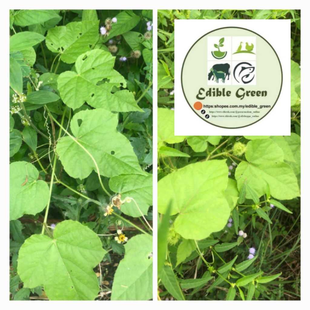 25GM Daun Ulat Bulu atau Letup-Letup (Passiflora Foetida) Untuk ...