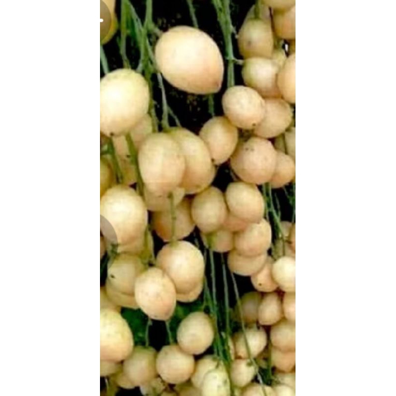 🔥🔥Buah rambai kampung #hanyayangfresh. | Shopee Malaysia