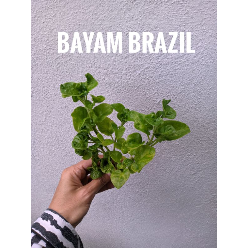 Bayam Brazil / Keratan / Cutting 