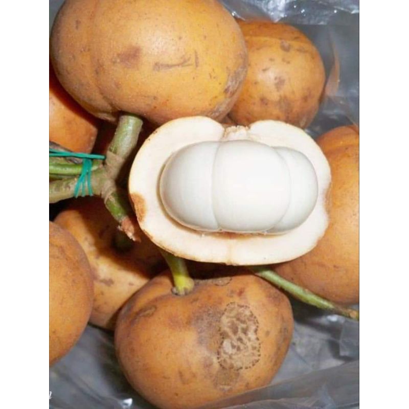 pokok tampoi pokok rare | Shopee Malaysia